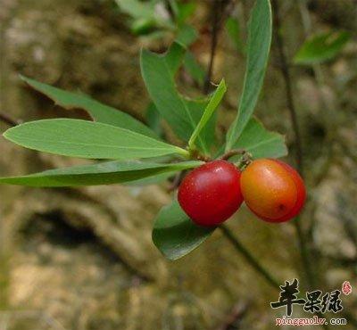 热血魔兽：植物专家与死亡骑士的双重身份