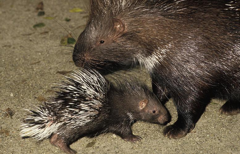 豪猪和哪种动物是近亲？揭秘豪猪的真实身份！