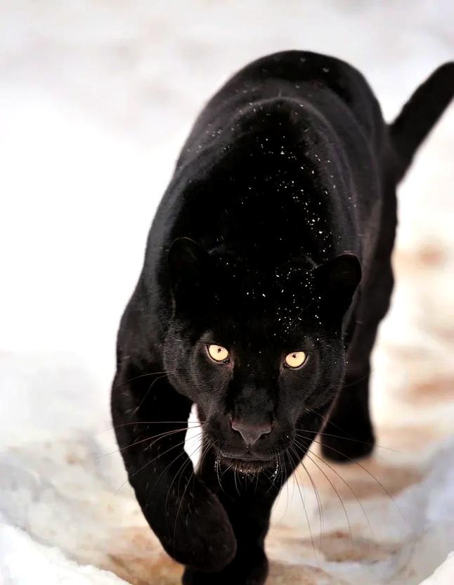 神秘的豹子村祭品：一个引人深思的案例