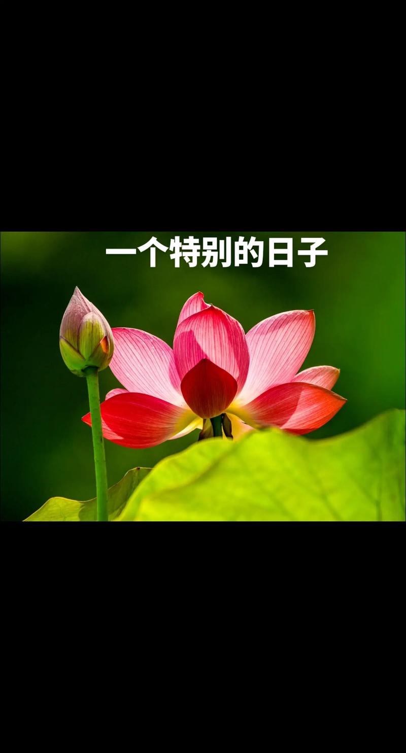 简单的日子在哪里可以下载?轻松获取阅读资源!