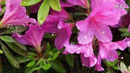 找优艳之花版本大全?看完这篇就够了!