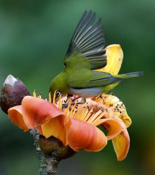 找优艳之花版本大全?看完这篇就够了!