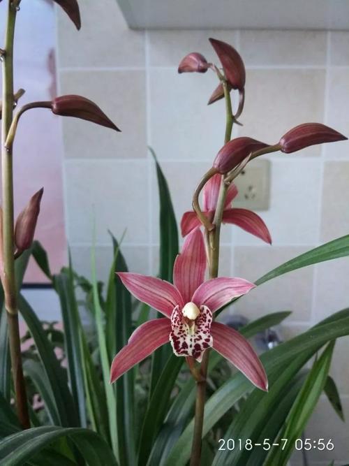 布中包花香哪种好?试试这几种花香搭配!