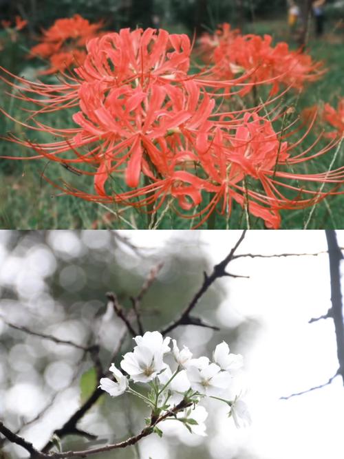 彼岸花版本大全：盘点那些你不知道的彼岸花版本！