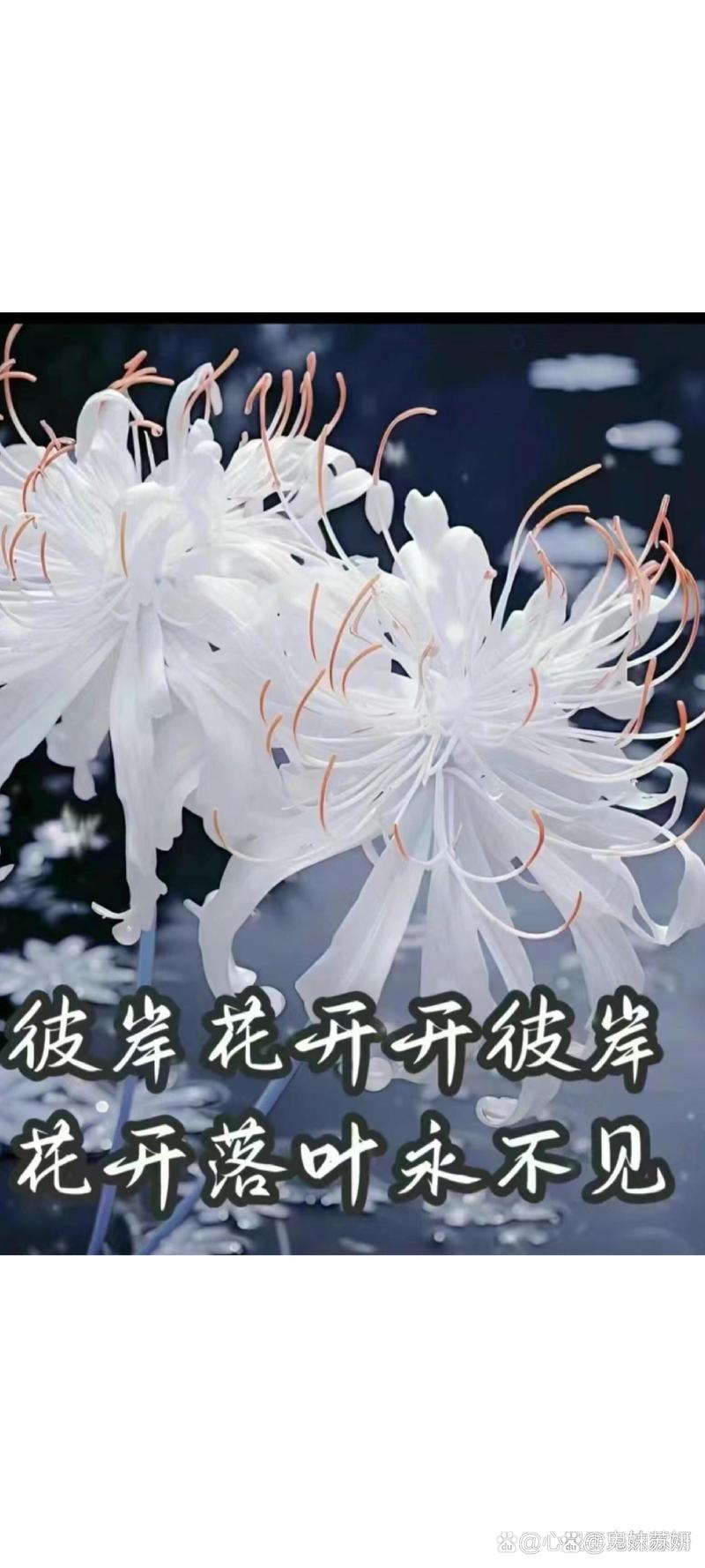 彼岸花版本大全：盘点那些你不知道的彼岸花版本！