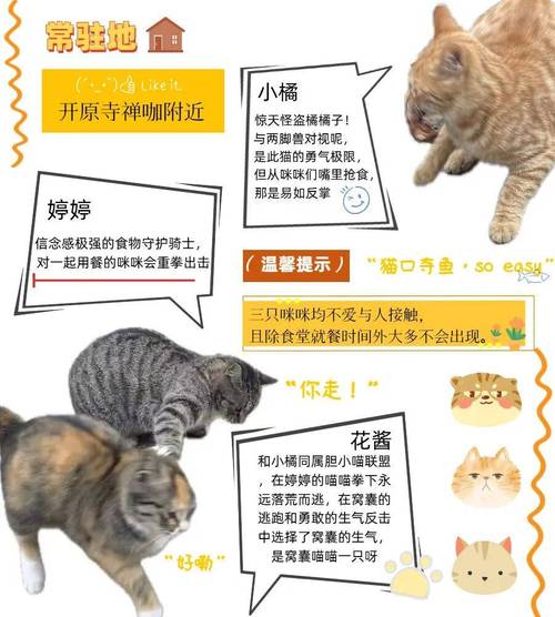 猫研社版本大全：你想了解的各版本都在这！