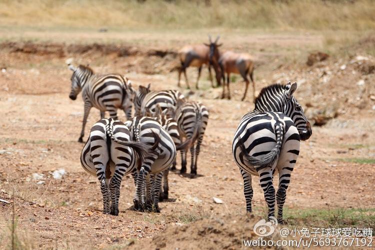 蚂蚁庄园：斑马线名字的由来，和斑马有关吗？