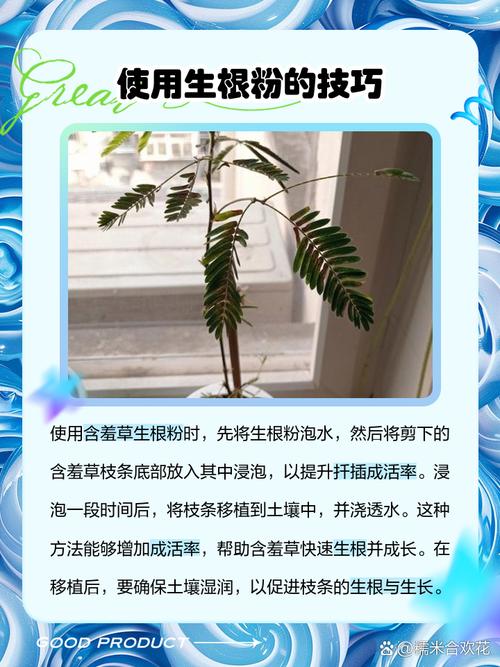 含羞草传媒免费进入方法分享，手把手教你操作！