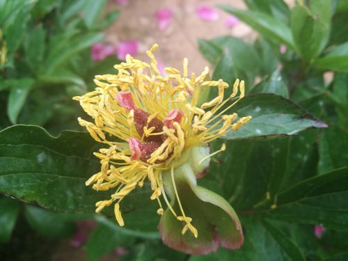 优艳之花如何下载？官方下载链接及安装指南！