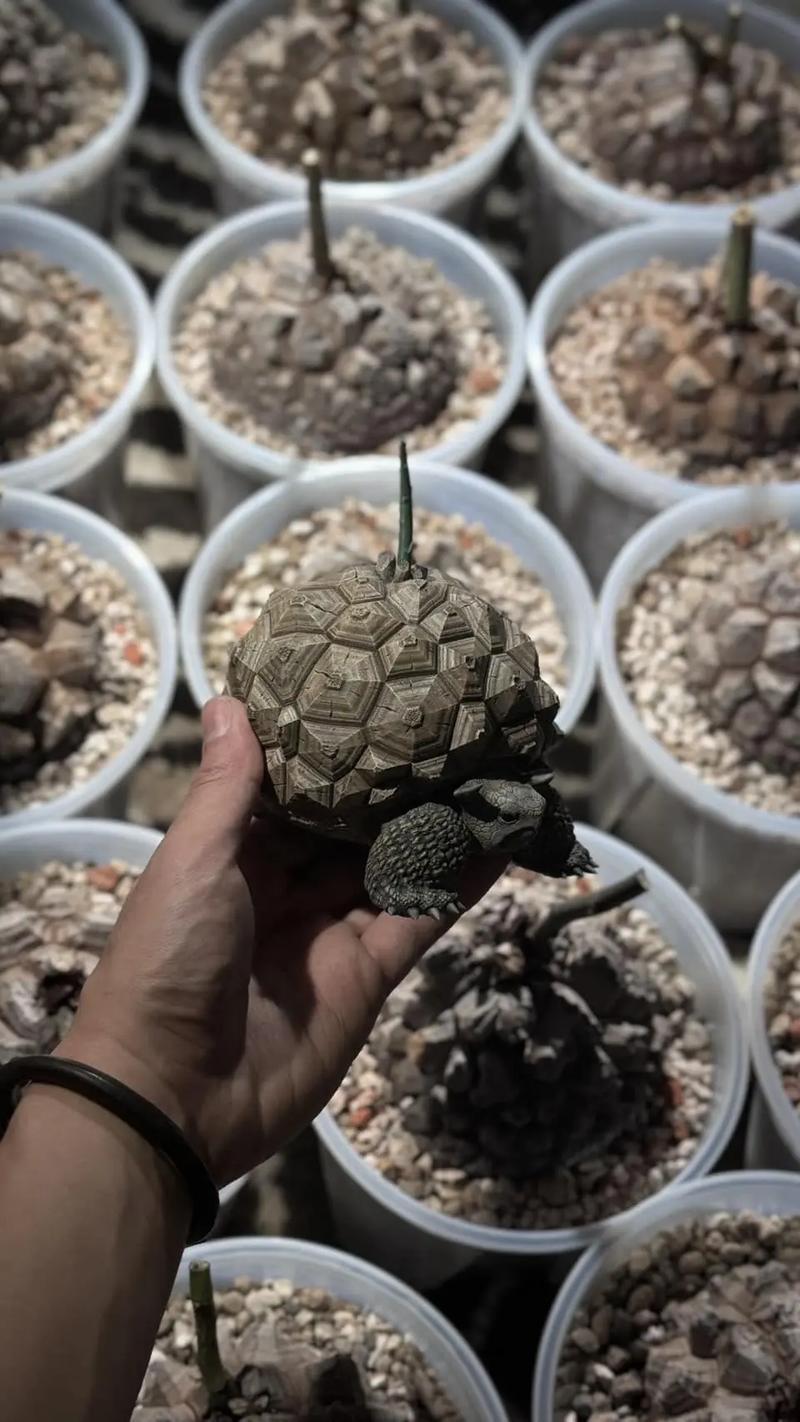 皮甲龙龟怎么玩？新手必看超简单上手攻略！