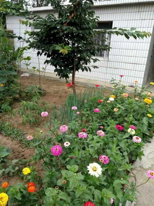 花儿直播下载app免费吗？详细解答看这里！