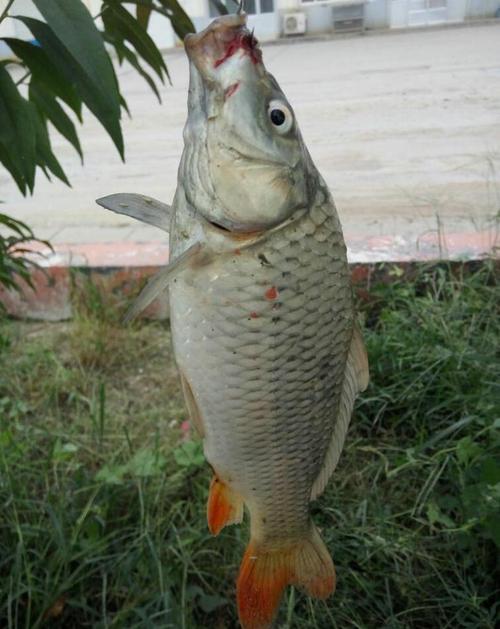 变异鱼在哪钓？这些地方出鱼几率非常高！