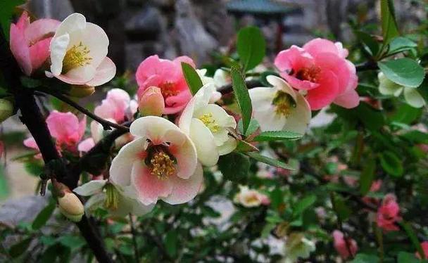 找优艳之花版本大全?看完这篇就够了!