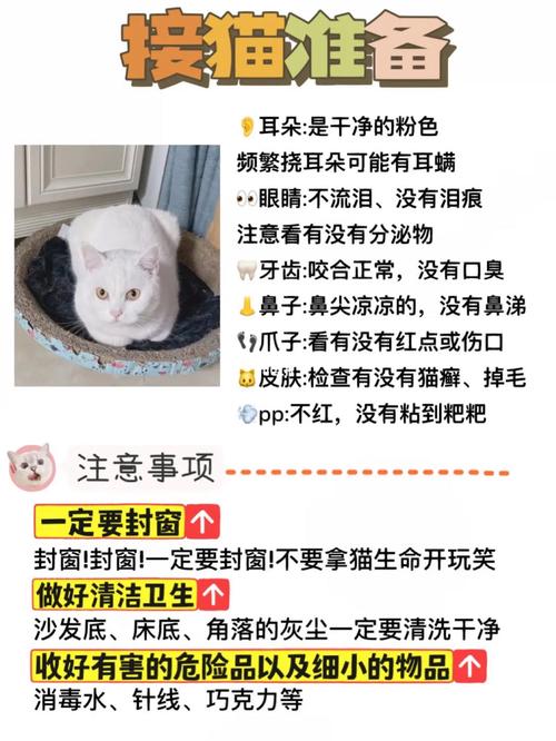 名门猫咪装扮套装怎么买?新手铲屎官看过来!