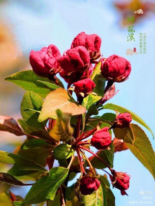 找优艳之花版本大全?看完这篇就够了!