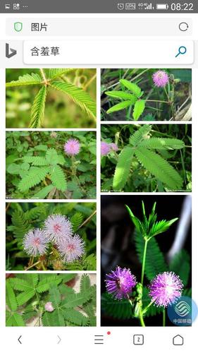 含羞草传媒免费进入方法分享，手把手教你操作！