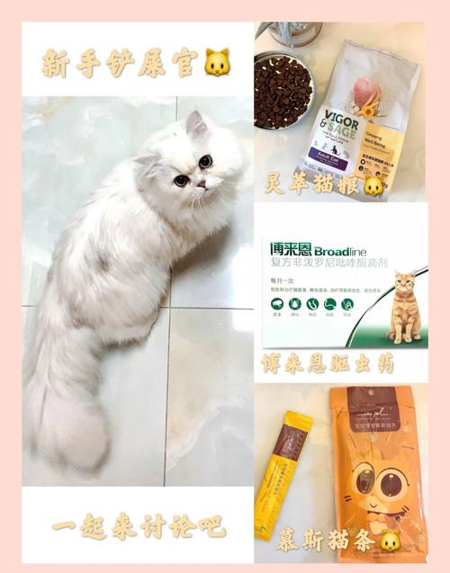 名门猫咪装扮套装怎么买?新手铲屎官看过来!