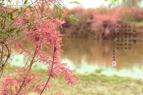 布中包花香哪种好?试试这几种花香搭配!