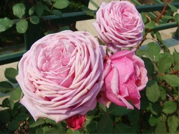 找优艳之花版本大全?看完这篇就够了!