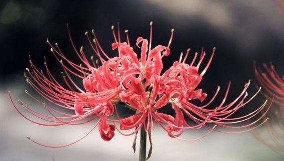 彼岸花版本大全：盘点那些你不知道的彼岸花版本！