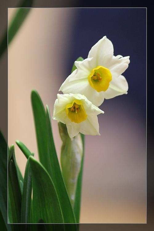 布中包花香哪种好?试试这几种花香搭配!