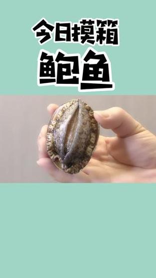 鲍鱼游戏里都有啥?这些游戏你也能玩!