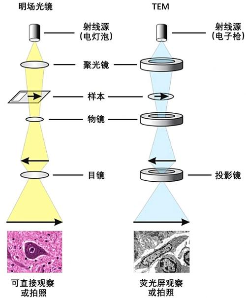 最新TEM研究进展:透射电子显微镜的未来发展方向