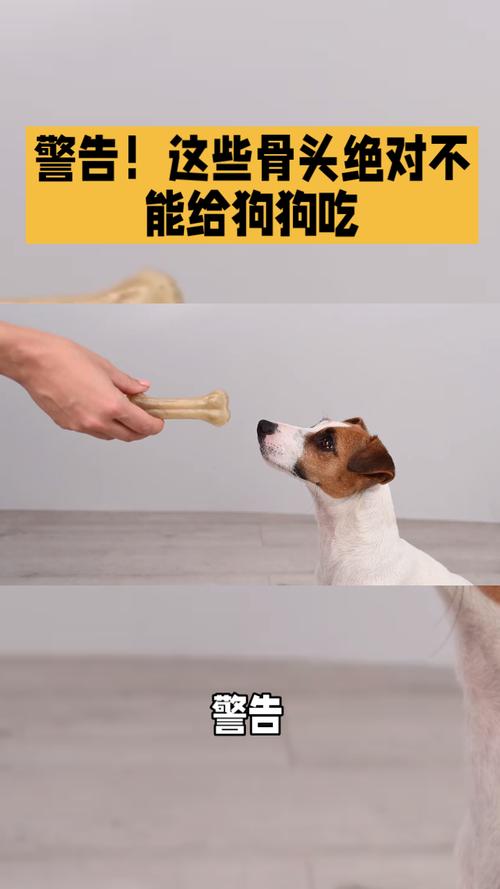 想玩转狗和骨头?这些技巧你必须知道!
