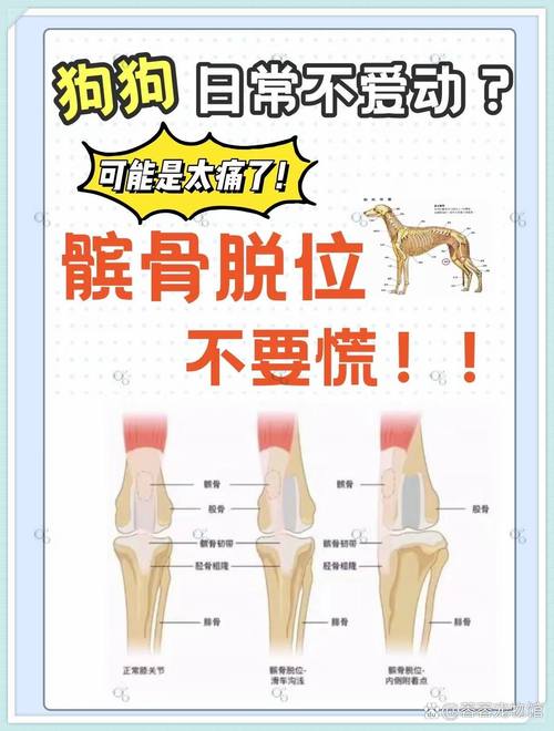 想玩转狗和骨头?这些技巧你必须知道!