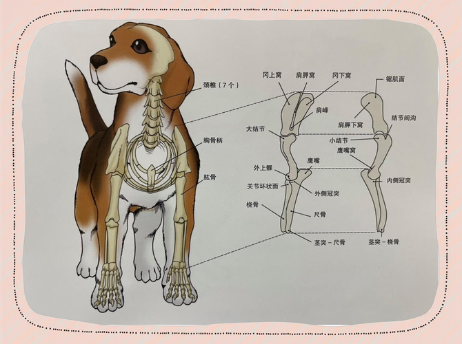 想玩转狗和骨头?这些技巧你必须知道!