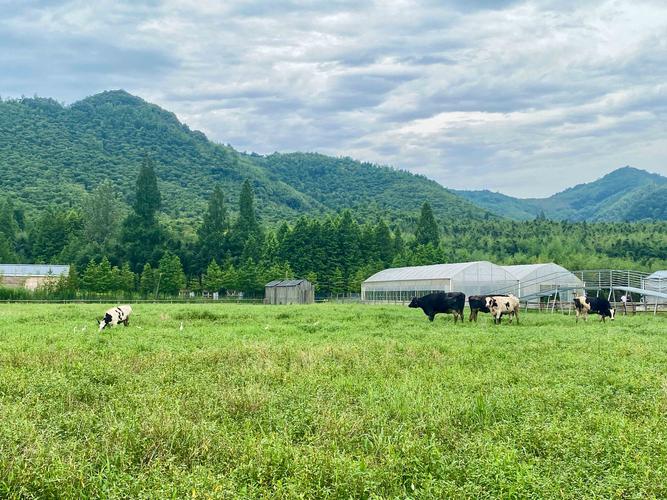 偷偷乐农场:经营你的快乐田园,收获满满!