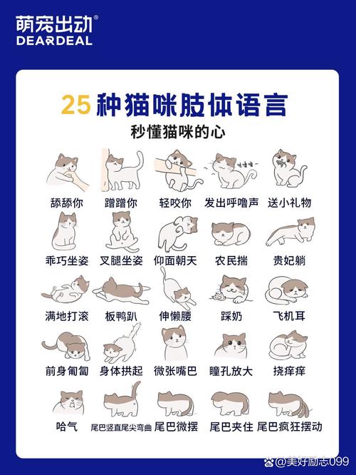 当你的猫咪下载地址及游戏玩法介绍，新手必看