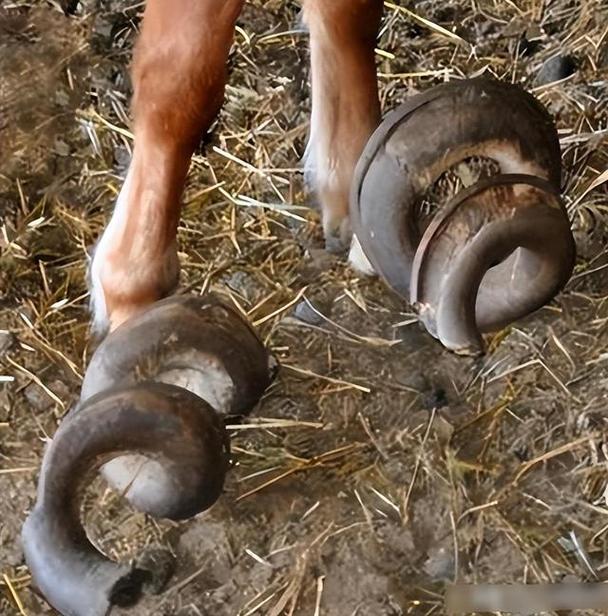 解开谜团：马蹄是马的哪个部位？图文详解