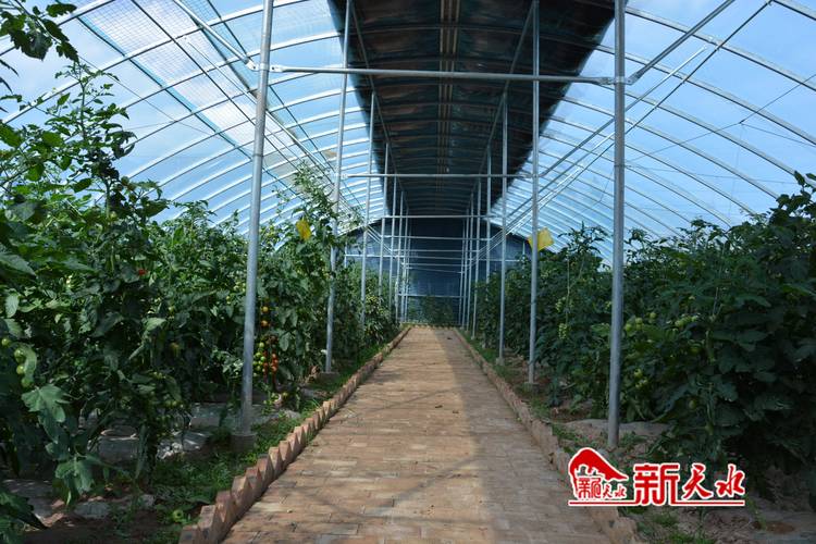 高效种植苗床圣女：最新版本实用技巧分享