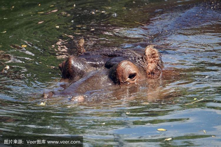 河马是游泳还是走路?水下行走方式大揭秘!