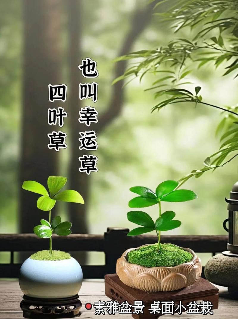 幸运四叶草下载：招财进宝，好运常伴！