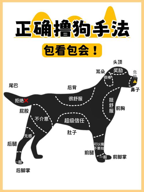 如何玩转狗和骨头游戏？新手通关技巧大公开！