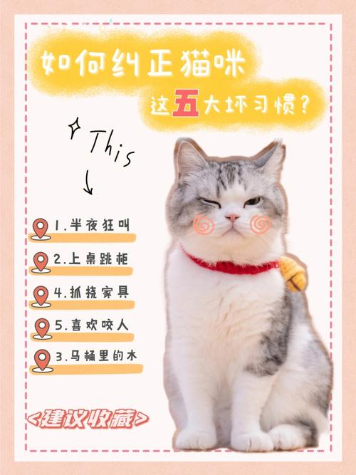 当你的猫咪下载地址及游戏玩法介绍，新手必看
