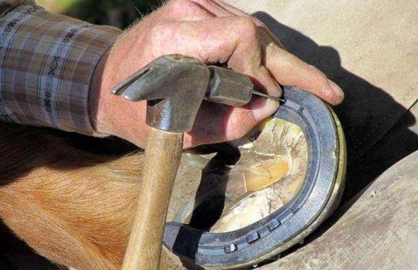 解开谜团：马蹄是马的哪个部位？图文详解