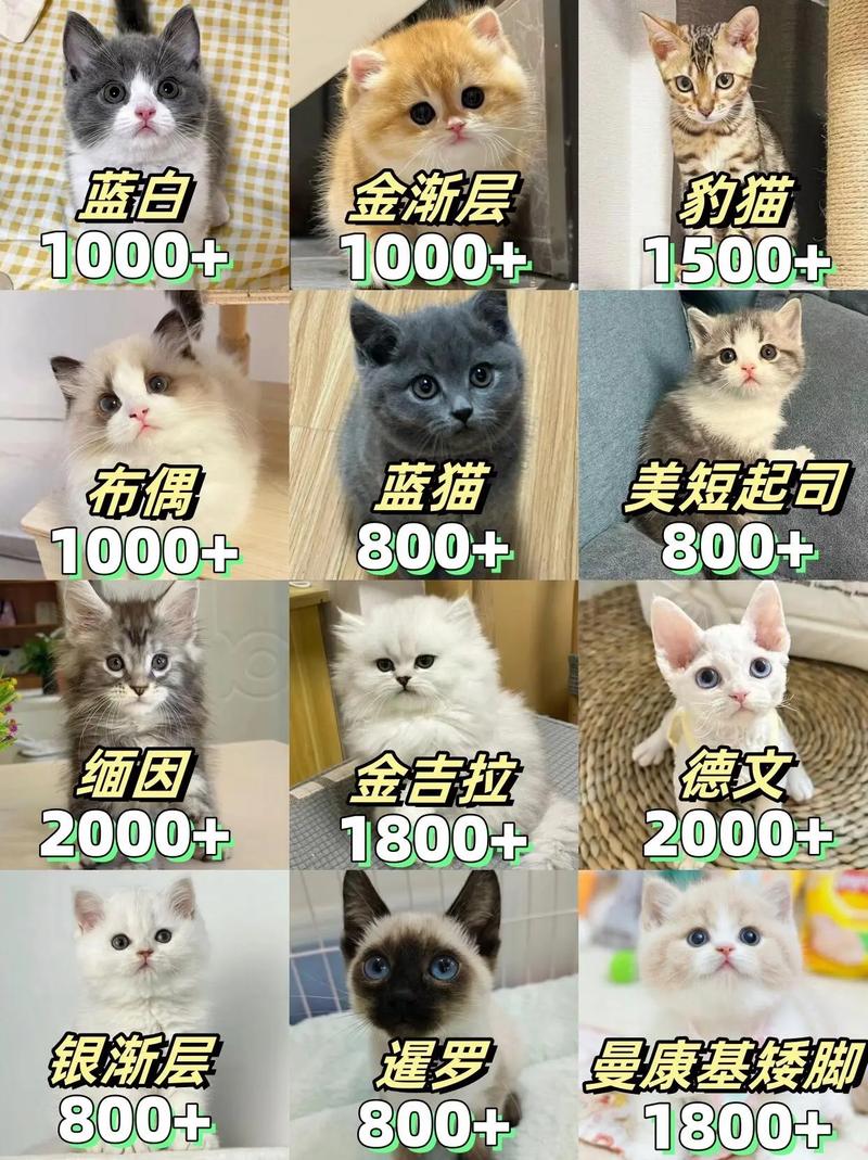 蓝猫出装顺序及装备选择：从入门到精通！
