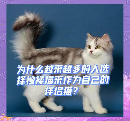 完美猫小说：精彩剧情，带你走进猫咪世界