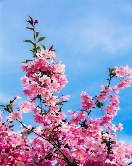 想下载优艳之花？注意这些下载地址的安全性问题