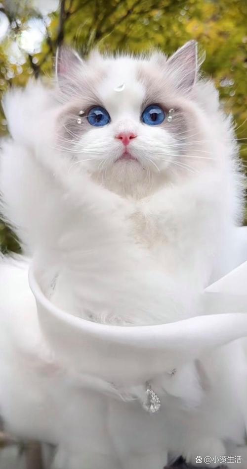 当你的猫咪如何下载？手机电脑都能玩！