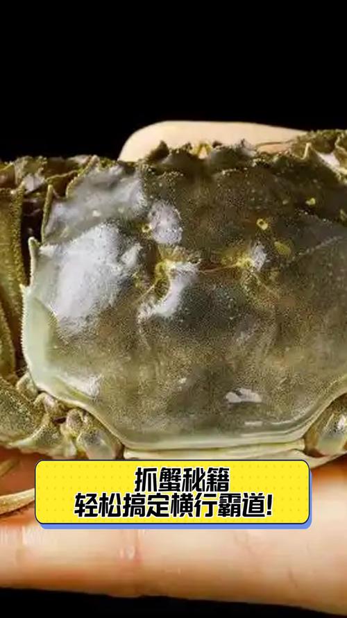 终极螃蟹大战：谁才是横行霸道的蟹王？