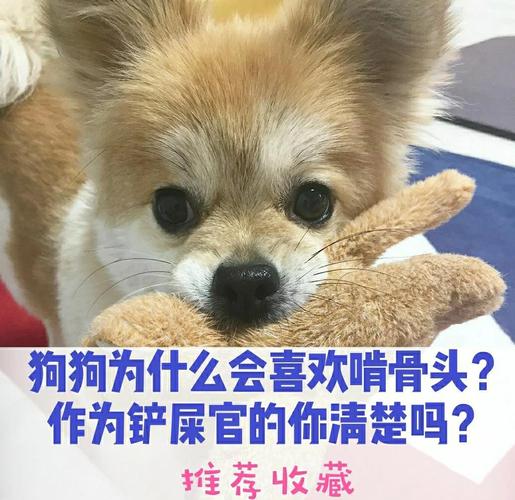 想玩转狗和骨头?这些技巧你必须知道!