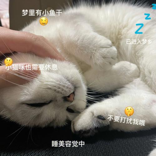 完美猫小说：精彩剧情，带你走进猫咪世界