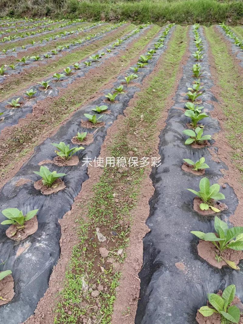 高效种植苗床圣女：最新版本实用技巧分享