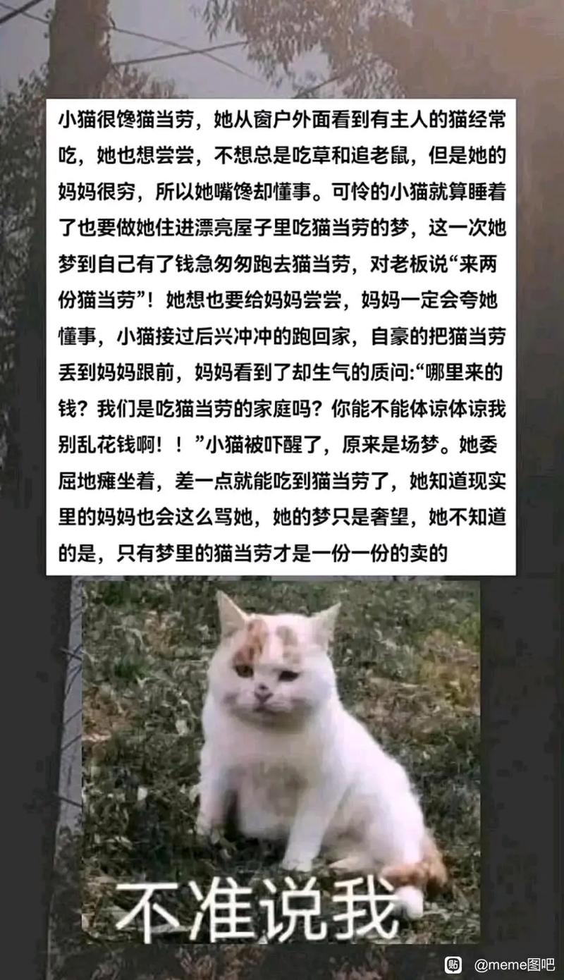 完美猫小说：精彩剧情，带你走进猫咪世界