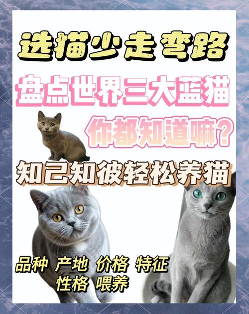 蓝猫出装顺序及装备选择：从入门到精通！