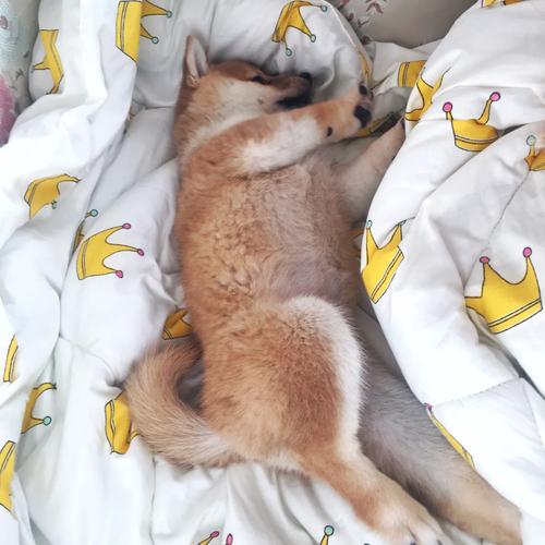 轻松下载精灵女上司的训狗术,新手玩家必看指南